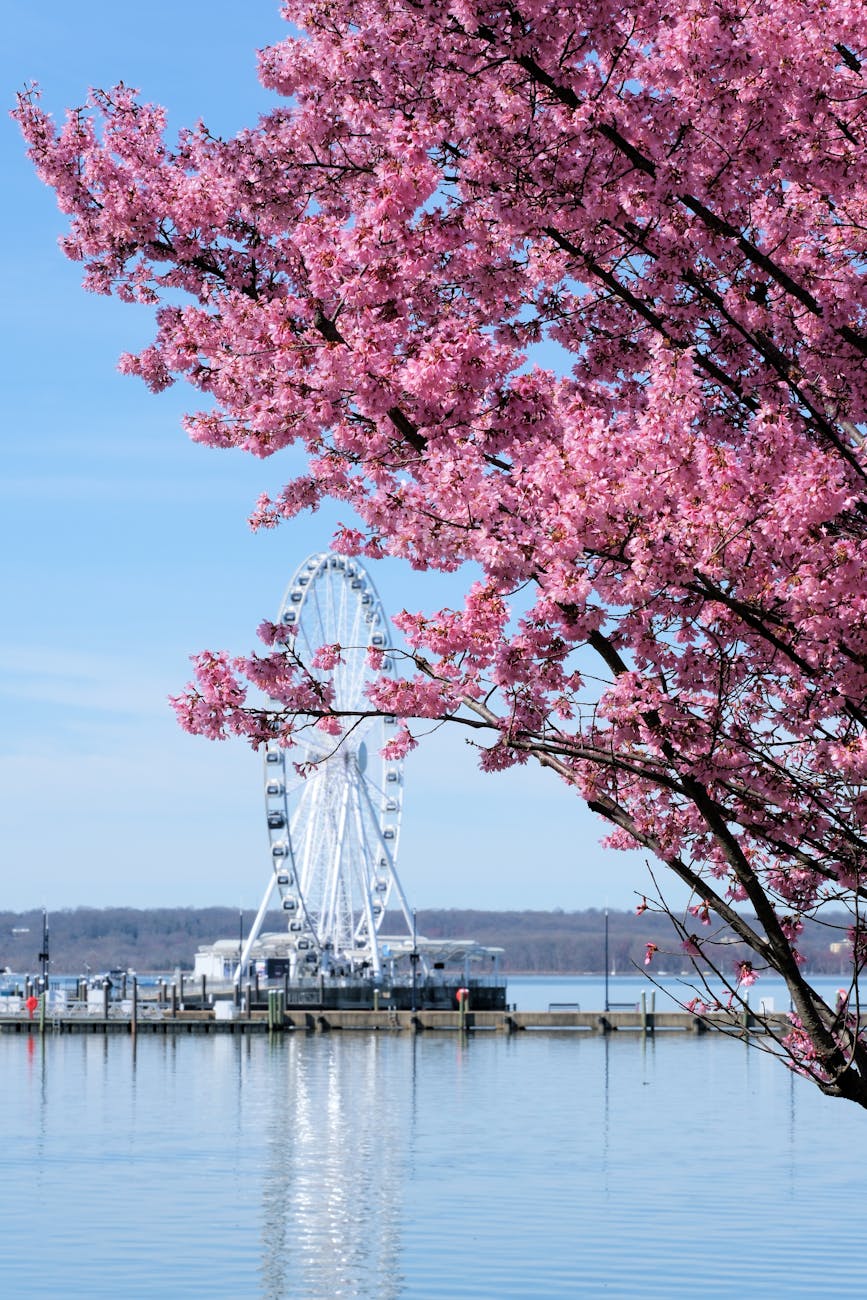 🌸Spring Fever Forecast: U.S. Cities Blooming on My Spring 2026 Travel Wish List